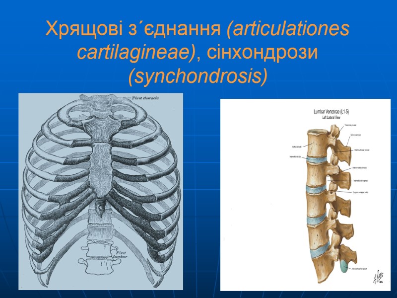 Хрящові з´єднання (articulationes cartilagineae), сінхондрози (synchondrosis)